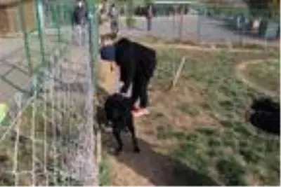 Köye yerleşerek, 'köpek oteli' kurdular Köye yerleşerek, 'köpek oteli' kurdular