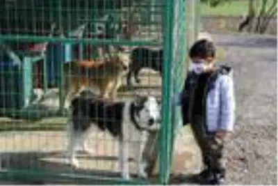 Köye yerleşerek, 'köpek oteli' kurdular Köye yerleşerek, 'köpek oteli' kurdular