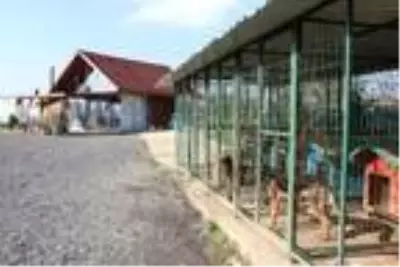 Köye yerleşerek, 'köpek oteli' kurdular Köye yerleşerek, 'köpek oteli' kurdular
