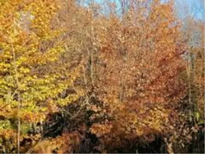 Küçükelmalı Tabiat Parkı'nda sonbaharın son günlerinde kartpostallık görüntüler Küçükelmalı Tabiat Parkı'nda sonbaharın son günlerinde kartpostallık görüntüler