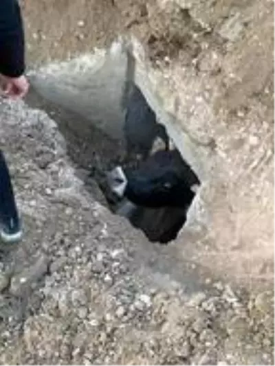 Menfezde sıkışan 5 inek kurtarıldı Menfezde sıkışan 5 inek kurtarıldı