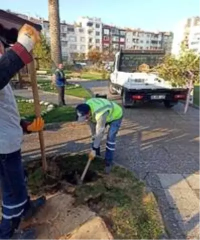Mudanya Tekel Parkında kuruyan ağaçlar yenilendi Mudanya Tekel Parkında kuruyan ağaçlar yenilendi