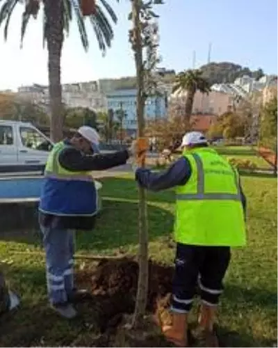 Mudanya Tekel Parkında kuruyan ağaçlar yenilendi Mudanya Tekel Parkında kuruyan ağaçlar yenilendi
