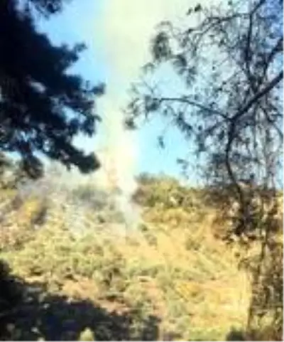 Muğla'da alevler, 1 dönüm zeytinliği küle çevirdi Muğla'da alevler, 1 dönüm zeytinliği küle çevirdi