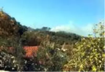 Muğla'da alevler, 1 dönüm zeytinliği küle çevirdi Muğla'da alevler, 1 dönüm zeytinliği küle çevirdi