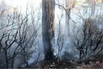 - Muğla'da orman yangını - Muğla'da orman yangını