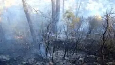 - Muğla'da orman yangını - Muğla'da orman yangını