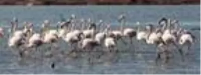 Muğla'nın erkenci flamingoları Muğla'nın erkenci flamingoları