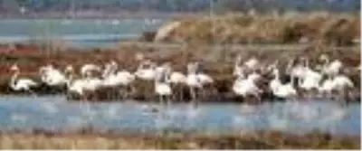 Muğla'nın erkenci flamingoları Muğla'nın erkenci flamingoları