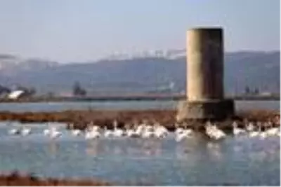 Muğla'nın erkenci flamingoları Muğla'nın erkenci flamingoları