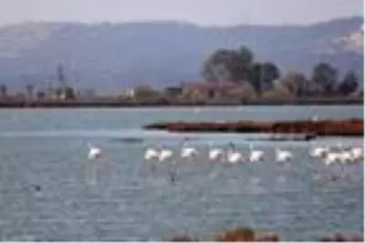 Muğla'nın erkenci flamingoları Muğla'nın erkenci flamingoları