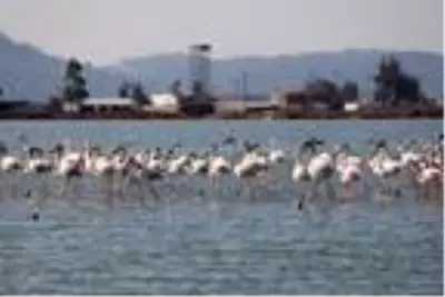 Muğla'nın erkenci flamingoları Muğla'nın erkenci flamingoları