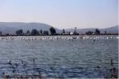 Muğla'nın erkenci flamingoları Muğla'nın erkenci flamingoları
