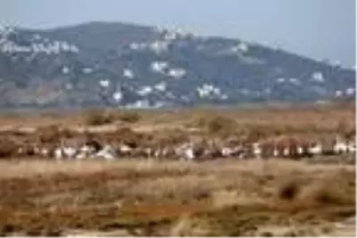 Muğla'nın erkenci flamingoları Muğla'nın erkenci flamingoları
