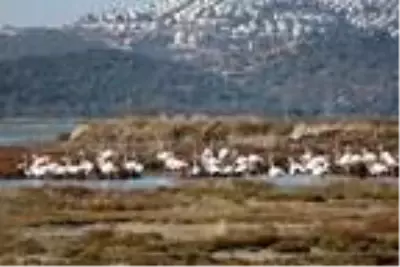 Muğla'nın erkenci flamingoları Muğla'nın erkenci flamingoları