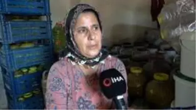 Okuyan çocuğu ve engelli eşi için zeytincilik işine girdi, şimdi yılda 6 ton zeytin satıyor Okuyan çocuğu ve engelli eşi için zeytincilik işine girdi, şimdi yılda 6 ton zeytin satıyor