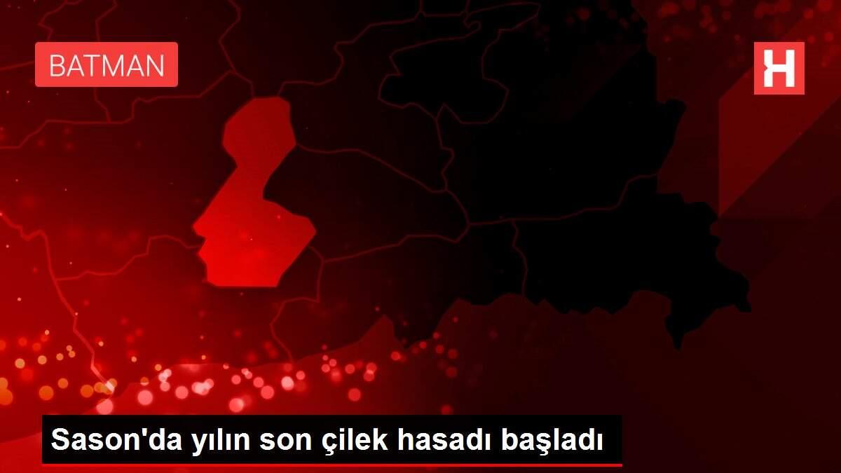 Sason'da yılın son çilek hasadı başladı