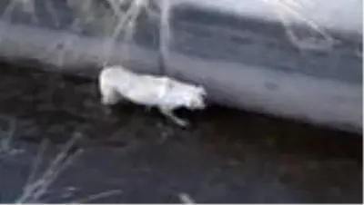 Sulama kanalına düşen köpeği AFAD kurtardı Sulama kanalına düşen köpeği AFAD kurtardı