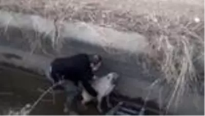 Sulama kanalına düşen köpeği AFAD kurtardı Sulama kanalına düşen köpeği AFAD kurtardı