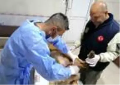 Tüfekle vurulan sokak köpeği Paşa, tedaviye alındı Tüfekle vurulan sokak köpeği Paşa, tedaviye alındı
