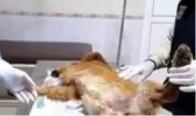 Tüfekle vurulan sokak köpeği Paşa, tedaviye alındı Tüfekle vurulan sokak köpeği Paşa, tedaviye alındı