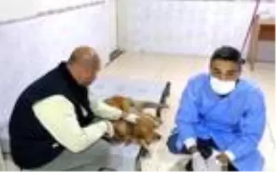 Tüfekle vurulan sokak köpeği Paşa, tedaviye alındı Tüfekle vurulan sokak köpeği Paşa, tedaviye alındı