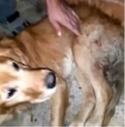 Tüfekle vurulan sokak köpeği Paşa, tedaviye alındı Tüfekle vurulan sokak köpeği Paşa, tedaviye alındı