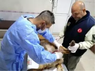 Tüfekle yaralanan köpek, belediye ekiplerince tedavi altına alındı Tüfekle yaralanan köpek, belediye ekiplerince tedavi altına alındı