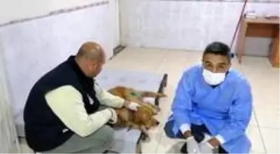 Tüfekle yaralanan köpek, belediye ekiplerince tedavi altına alındı Tüfekle yaralanan köpek, belediye ekiplerince tedavi altına alındı
