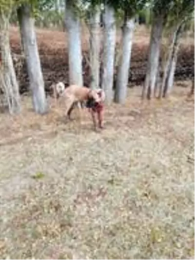 Yozgat'ta köpek dövüşü organize eden 8 kişi yakalandı
