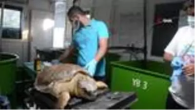 Zıpkınla vurulan deniz kaplumbağası tedavi altına alındı Zıpkınla vurulan deniz kaplumbağası tedavi altına alındı