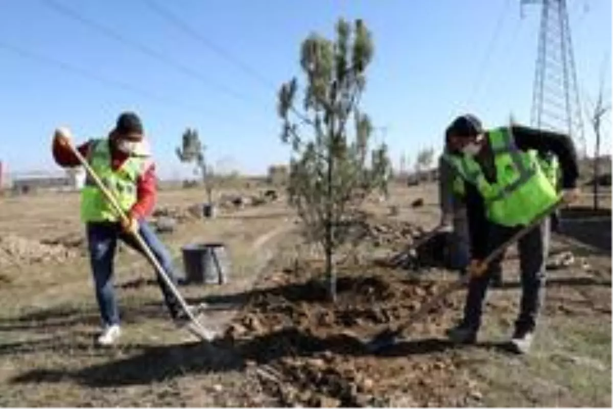 20 bin fidan ve 30 bin süs bitkisi toprakla buluştu