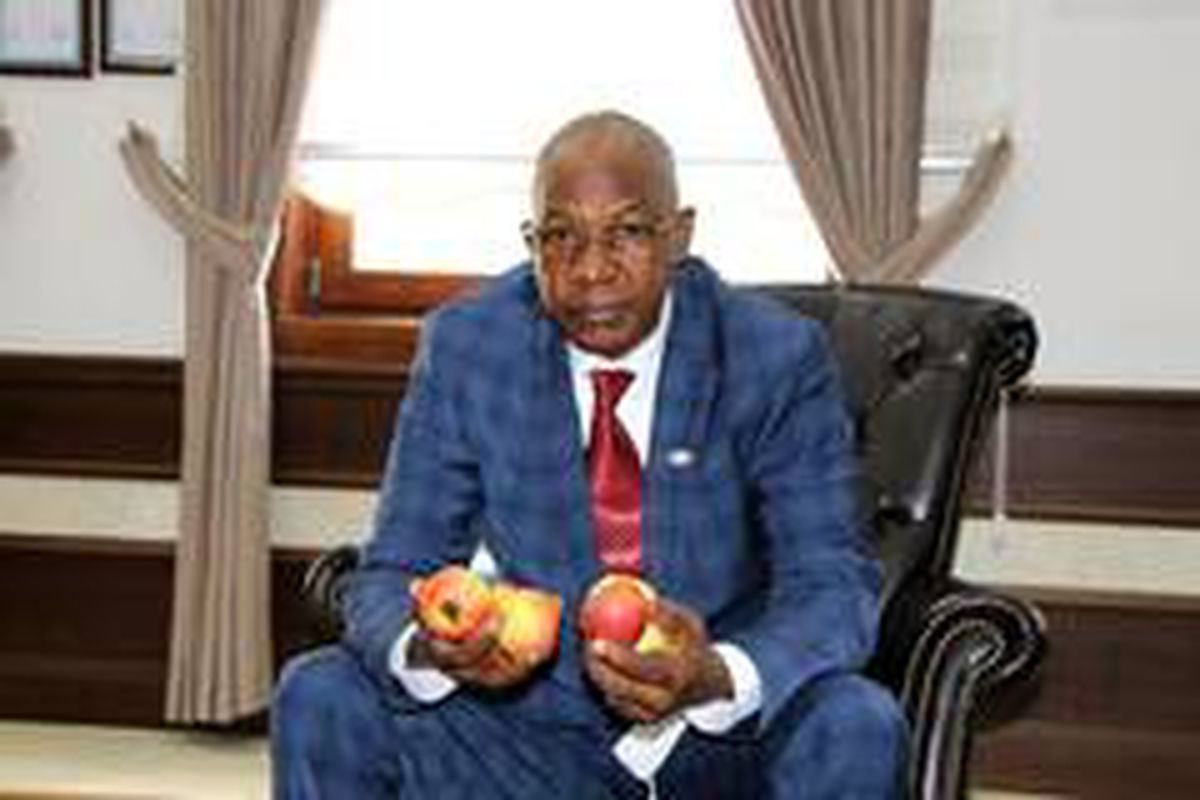 Amasya elmasına Afrika'dan talip çıktı