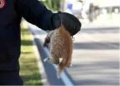 Aracının motor bölümünden kurtarılan yavru kediyi veterinere götürdü Aracının motor bölümünden kurtarılan yavru kediyi veterinere götürdü