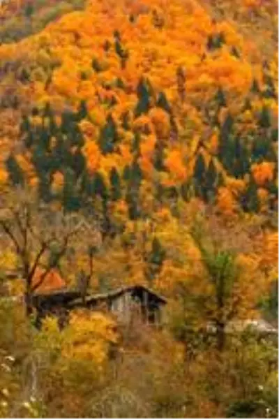 Artvin'de sonbahar güzelliği Artvin'de sonbahar güzelliği