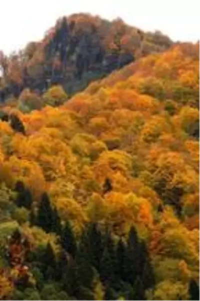 Artvin'de sonbahar güzelliği Artvin'de sonbahar güzelliği
