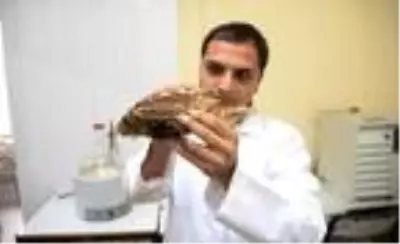 Aslan balığının zehri, cinsel problemlere çözüm olacak Aslan balığının zehri, cinsel problemlere çözüm olacak