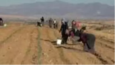 Ata topraklarında devasa lavanta bahçesi kurdu Ata topraklarında devasa lavanta bahçesi kurdu