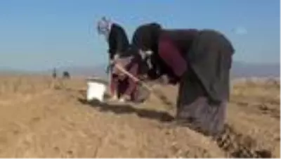 Ata topraklarında devasa lavanta bahçesi kurdu Ata topraklarında devasa lavanta bahçesi kurdu