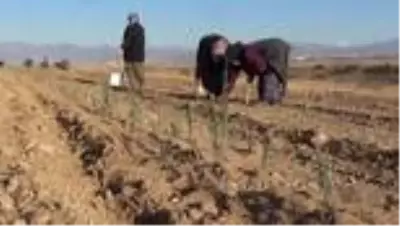 Ata topraklarında devasa lavanta bahçesi kurdu Ata topraklarında devasa lavanta bahçesi kurdu