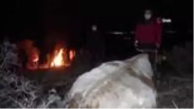 Son dakika haberleri: Ayağı kırılan hamile inek dağda mahsur kaldı, köylüler helikopter ile kurtarılmasını istiyor Son dakika haberleri: Ayağı kırılan hamile inek dağda mahsur kaldı, köylüler helikopter ile kurtarılmasını istiyor