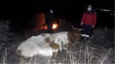 Son dakika haberleri: Ayağı kırılan hamile inek dağda mahsur kaldı, köylüler helikopter ile kurtarılmasını istiyor Son dakika haberleri: Ayağı kırılan hamile inek dağda mahsur kaldı, köylüler helikopter ile kurtarılmasını istiyor