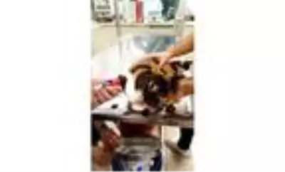 Çakıl kedi kök hücre tedavisiyle sağlığına kavuştu Çakıl kedi kök hücre tedavisiyle sağlığına kavuştu