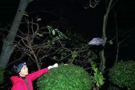 İşte koronavirüsün ilk yarasalardan nasıl insanlara geçtiğinin çıkış noktası İşte koronavirüsün ilk yarasalardan nasıl insanlara geçtiğinin çıkış noktası