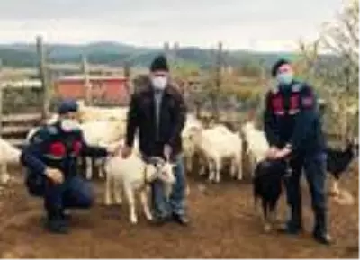 Son dakika: Jandarma, kayıp koyunları dronla buldu Son dakika: Jandarma, kayıp koyunları dronla buldu