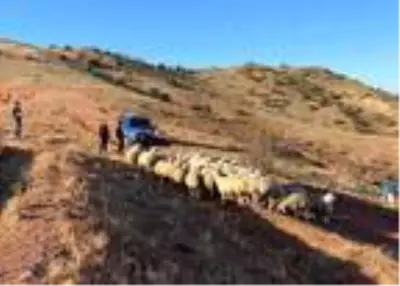 Kayıp 59 küçükbaş dronla bulundu Kayıp 59 küçükbaş dronla bulundu