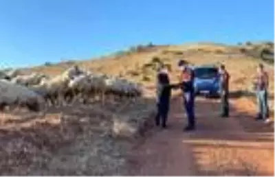 Kayıp 59 küçükbaş dronla bulundu Kayıp 59 küçükbaş dronla bulundu