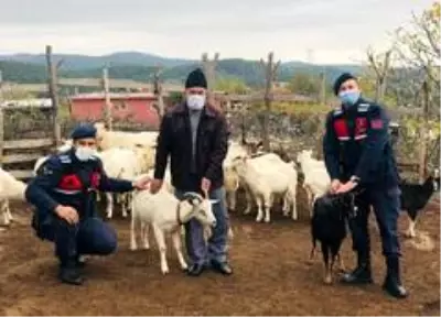 Son dakika 3. sayfa: Kayıp koyunlar drone ile bulundu Son dakika 3. sayfa: Kayıp koyunlar drone ile bulundu