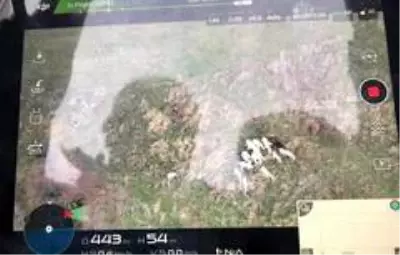 Son dakika 3. sayfa: Kayıp koyunlar drone ile bulundu Son dakika 3. sayfa: Kayıp koyunlar drone ile bulundu