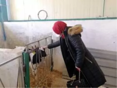 Kaymakam Kurt'un besihane ve süt üretim tesisini ziyareti Kaymakam Kurt'un besihane ve süt üretim tesisini ziyareti
